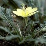 Oenothera primiveris Celota