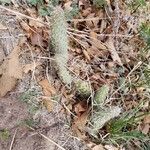 Opuntia polyacantha Leaf