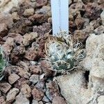 Turbinicarpus schmiedickeanus Квітка