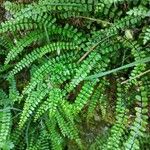 Asplenium trichomanesList