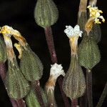 Crepis occidentalis 花