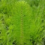 Equisetum telmateiaপাতা