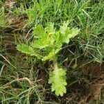 Egletes viscosa Habit