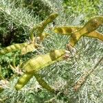 Adenocarpus decorticans Fruit