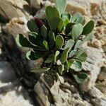 Limonium emarginatum Leaf