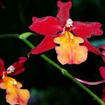 Epidendrum radicans Цвят