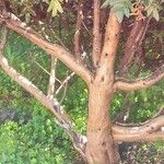 Bencomia exstipulata 树皮