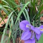 Iris unguicularis പുഷ്പം