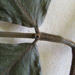 Inga brachystachys Otro