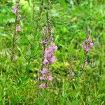 Lythrum salicaria Blüte