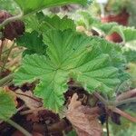 Pelargonium capitatum Leaf