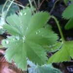 Alchemilla acutiloba Лист