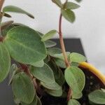 Peperomia verticillata Écorce