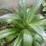 Agave demeesteriana Folla