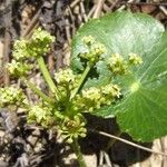 Hydrocotyle bonariensis Floare