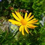 Senecio doronicum Flower