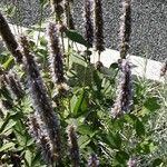 Agastache foeniculum Flower