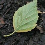 Betula pubescens Feuille