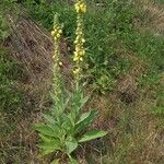 Verbascum densiflorum ശീലം