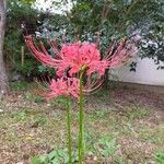 Lycoris radiata Kvet