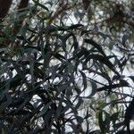 Eucalyptus tereticornis List