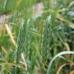 Triticum turgidum Ffrwyth