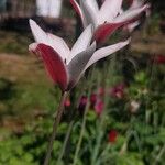Tulipa clusianaКветка