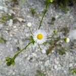 Erigeron strigosus Цвят