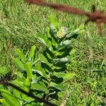 Asclepias latifolia ᱥᱟᱠᱟᱢ