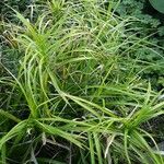 Carex muskingumensis ശീലം