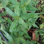 Persicaria odorata Blad