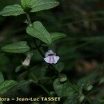 Scutellaria minor Flower