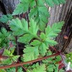 Geranium robertianum Leaf