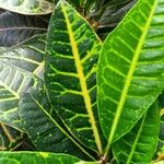 Codiaeum variegatum ഇല