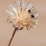 Helianthus niveus Fruto