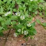 Stellaria aquatica Φύλλο