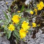 Hieracium humile Hàbitat