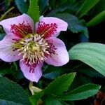 Helleborus orientalis Flor