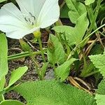Calystegia spithamaea Leaf