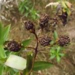 Faujasia salicifolia Fruit