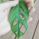 Monstera adansoniiЛист