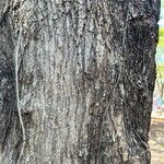 Jacaranda cuspidifolia Corteza