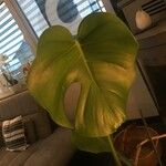 Monstera deliciosa Leaf
