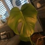 Monstera deliciosa Листок