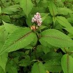 Persicaria campanulata Leaf