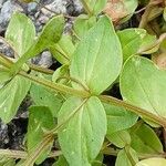 Lysimachia arvensis Blatt