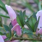 Chamaecytisus purpureus Leaf