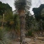 Yucca thompsoniana 叶