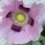 Papaver somniferumKukka