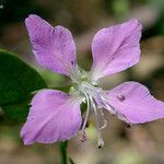 Clarkia rhomboidea Flower